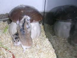 images (1)